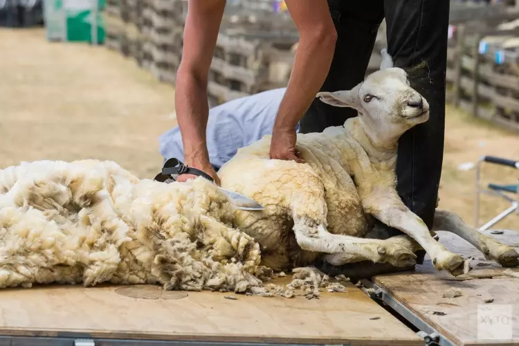 Kom kijken naar het schapen scheren bij het Koetshuijs in Heemskerk