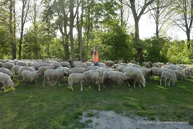 Schapen in plaats van maaimachines