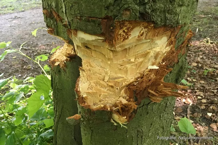 Beeckestijn getroffen door vandalisme