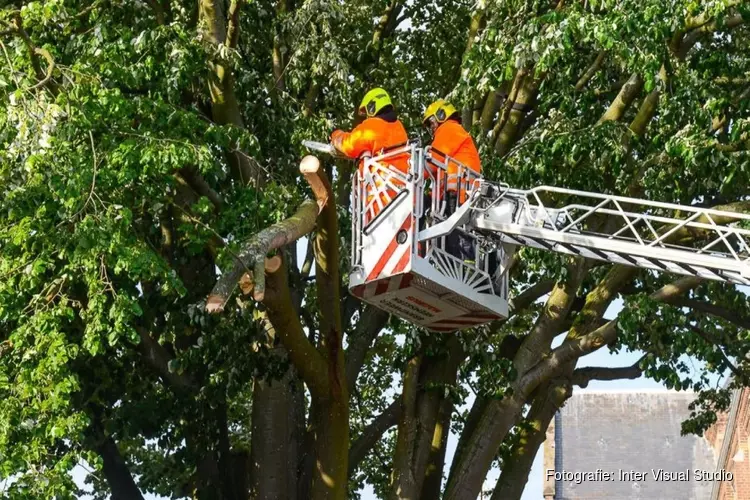 De zaag gaat door Haarlem Schalkwijk, bijna 350 bomen gekapt