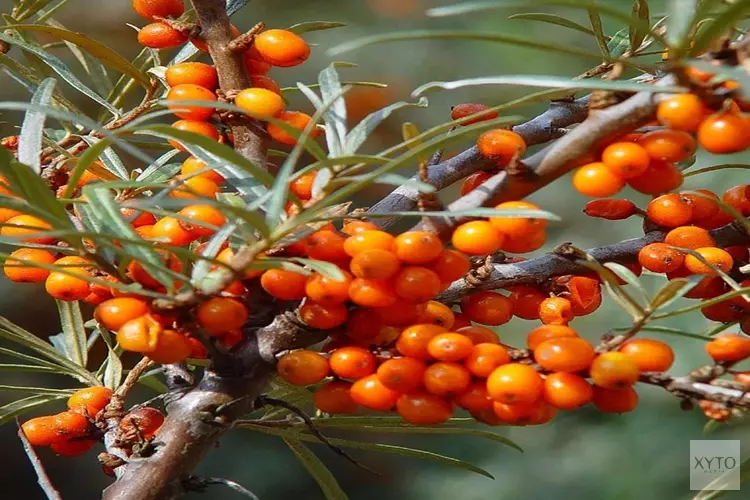 De natuur als apotheek