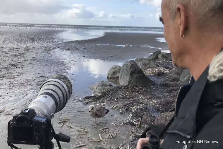 Van meeuwen tot strandlopers: fotograaf Sijmen legt &#39;de mooiste vogels van de Noordzee&#39; vast