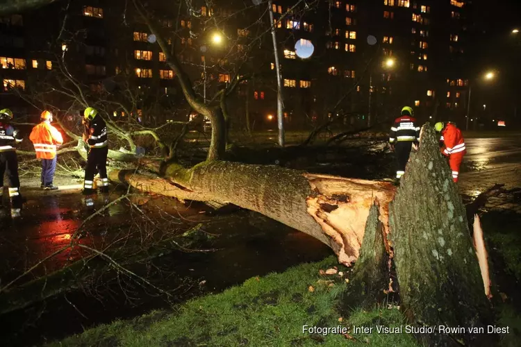 Boom over weg en fietspad aan Prins Bernhardlaan