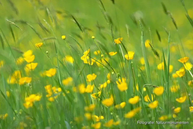 Reukgras en bijzondere bloemen in de weides van Beeckestijn