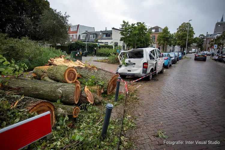 Busje zwaar beschadigd door omgevallen boom in Haarlem