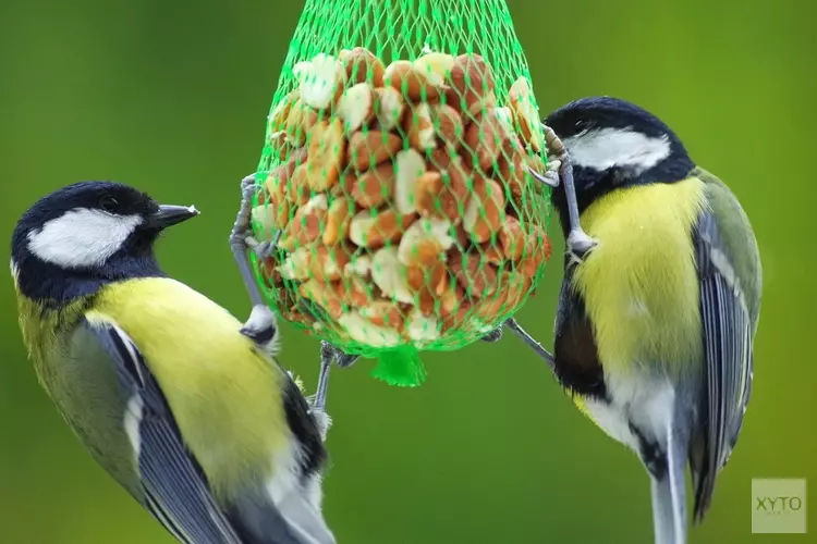 Vogels op Kinderboerderij Dierendorp