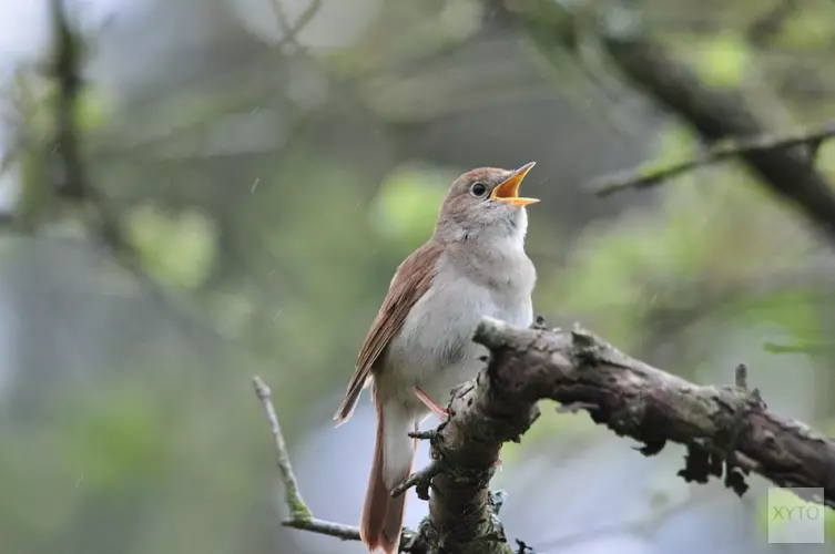 Ga mee op vogelexcursie in Heemskerk op 16 mei