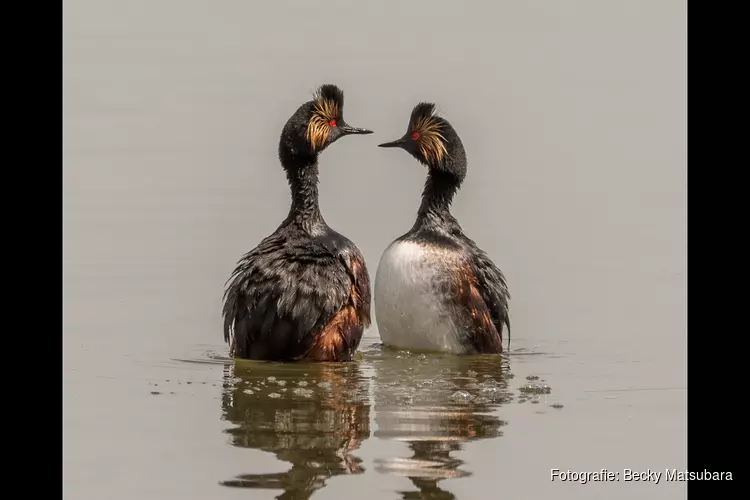 Rondje Vogelmeer Kennemerduinen