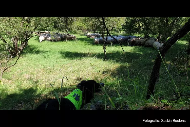 Schapen in Duin en Kruidberg