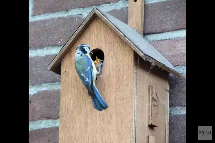 Vogelhuisjes maken bij Kinderboerderij de Baak