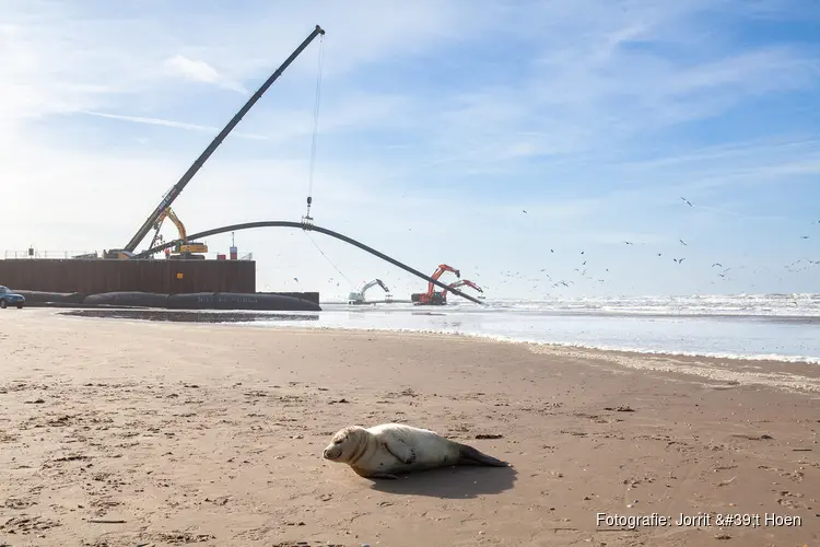 Laatste mantelbuis voor windenergie van zee onder duinen door getrokken bij Heemskerk