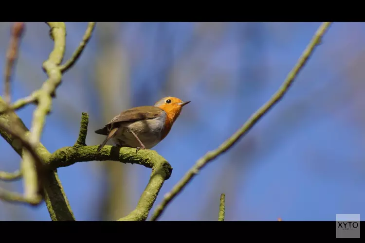 Vogelzang op Leyduin