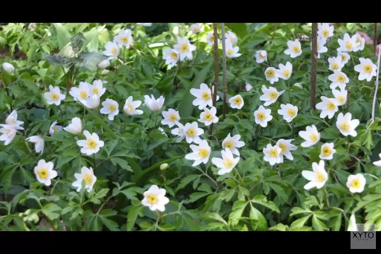 Stinzenplanten en voorjaarsbloeiers in de Haarlemmerhout