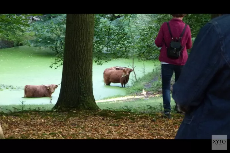 Voorjaar in wandelbos Groenendaal