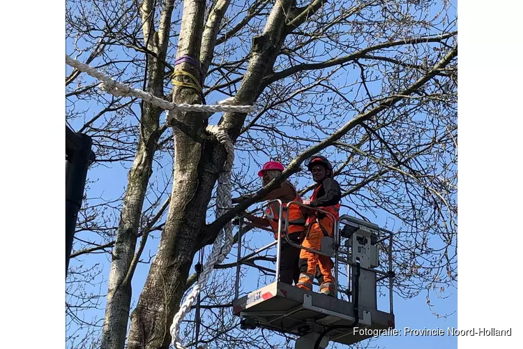 Noord-Holland plaatst eekhoornbrug in gemeente Bloemendaal