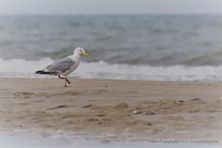 IVN Strandexcursie Castricum aan Zee