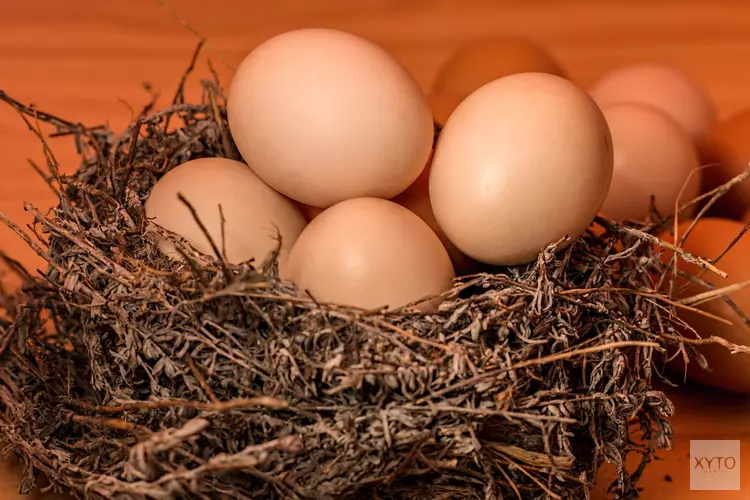 Leer van alles over eieren bij Kinderboerderij De Baak