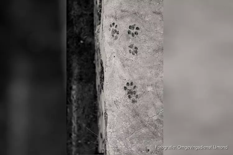 Tentoonstelling Kraaienpootjes en middag over voetsporen op Kinderboerderij de Baak