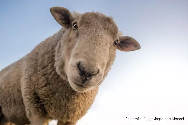 Leer alles over boerderijdieren op Kinderboerderij Dierendorp