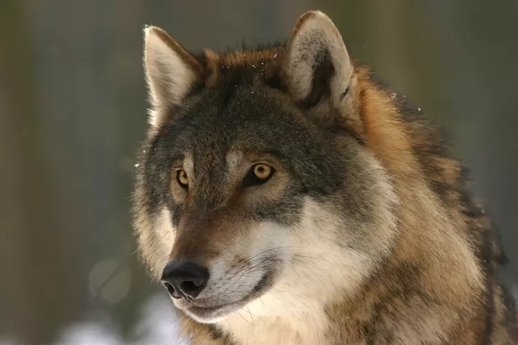Lezing over de Wolf voor volwassenen op 18 april in de Smaeckkamer