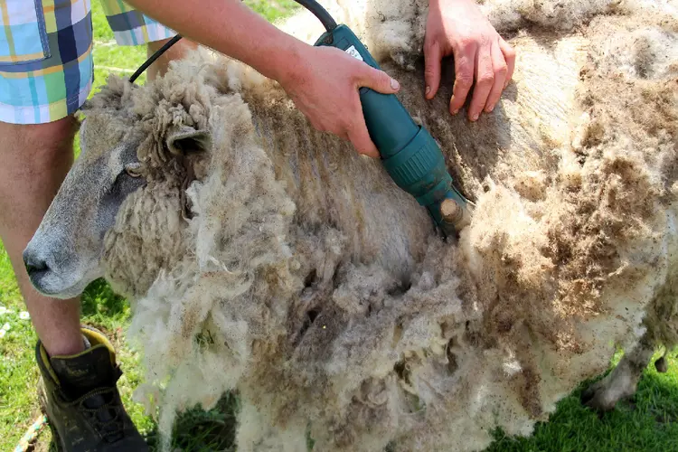 Er worden schapen geschoren bij Kinderboerderij Dierendorp