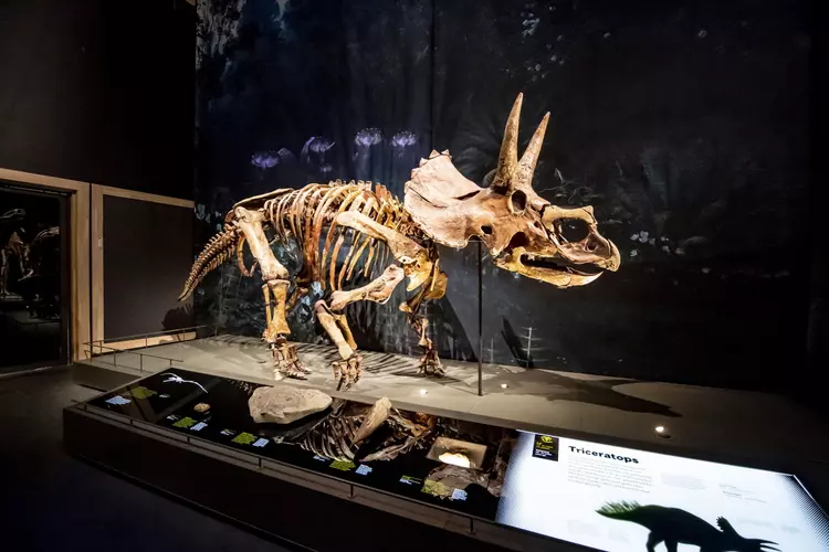 Een dino in de Bibliotheek Haarlem Centrum