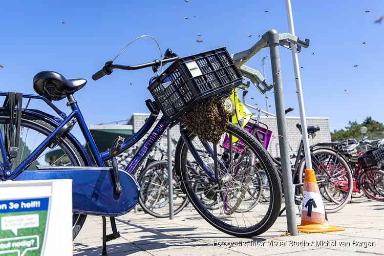 Bijenzwerm nestelt zich op fiets bij de hockeyclub in Haarlem