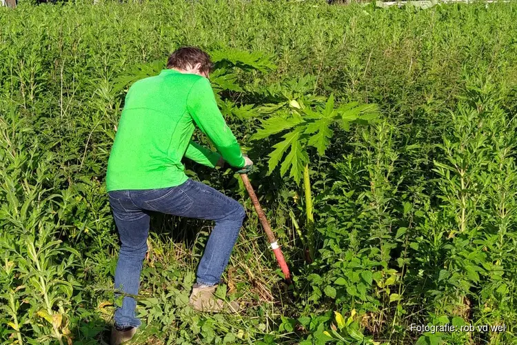 IVN Vrijwilligers aan de slag met de Reuzen Berenklauw!