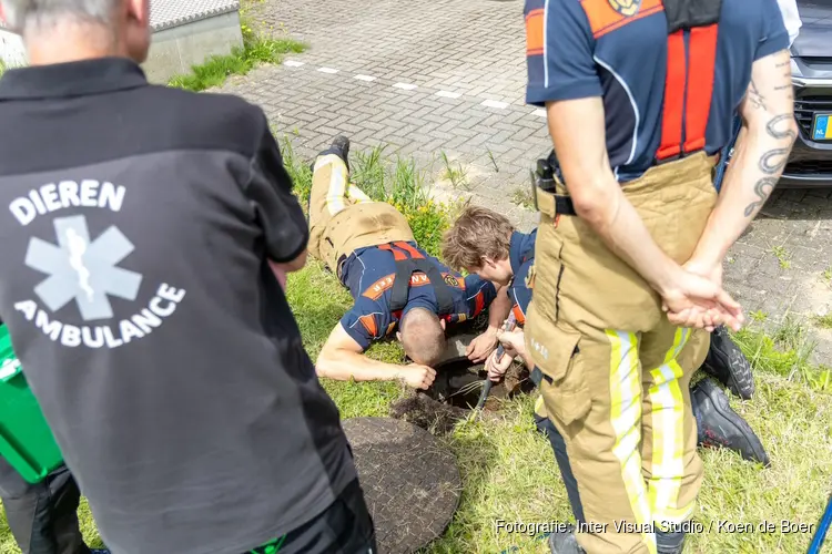 Meerhoentjes door brandweer gered uit pijp in Velserbroek