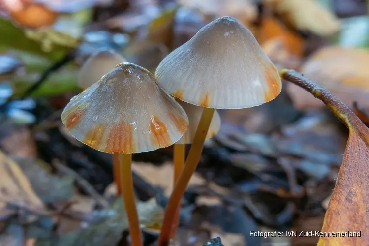 Paddenstoelendag op Buitenplaats Elswout