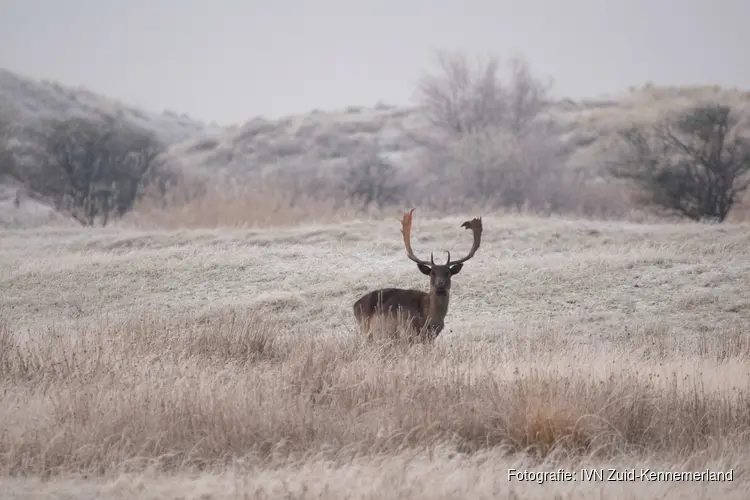 Over witte stuifduinen en door kerstgroene bossen