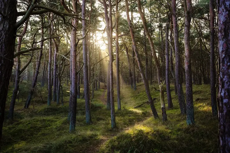 Kom bomen redden met NME