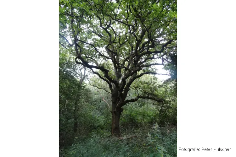 Expositie ‘Natuur en meer’ in ISOO Beverwijk